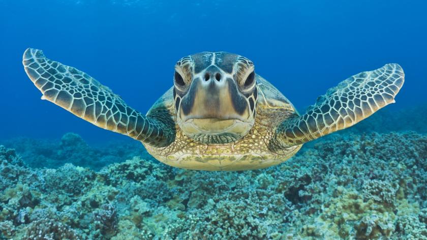 żółw morski 