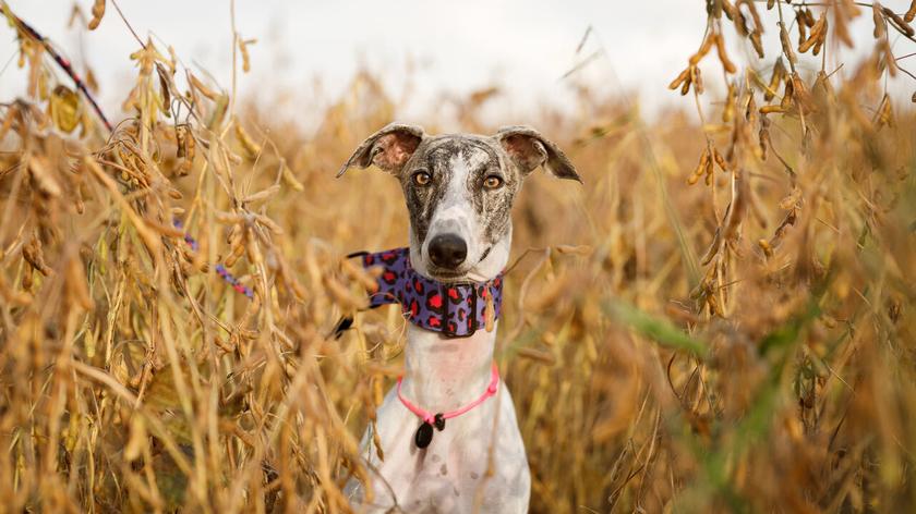 chart angielski whippet