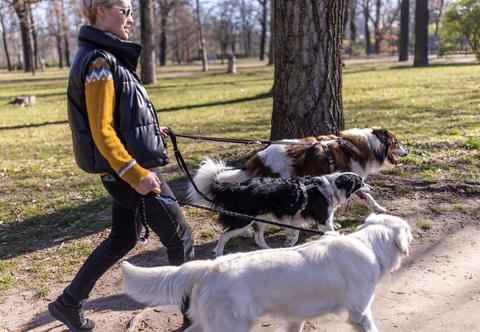 Linka treningowa dla psa – jak wybrać odpowiednią?