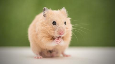 Nastolatek wyrzucił klatkę z chomikami na śmietnik 
