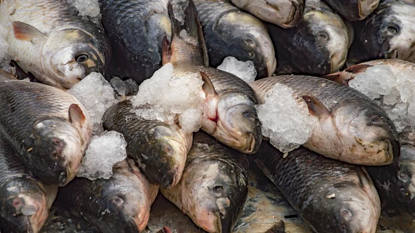 Sterta obłożonych lodem ryb. Łowienie ryb. Wędkarstwo.