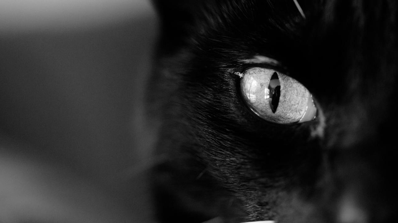 spojrzenie czarnego kota