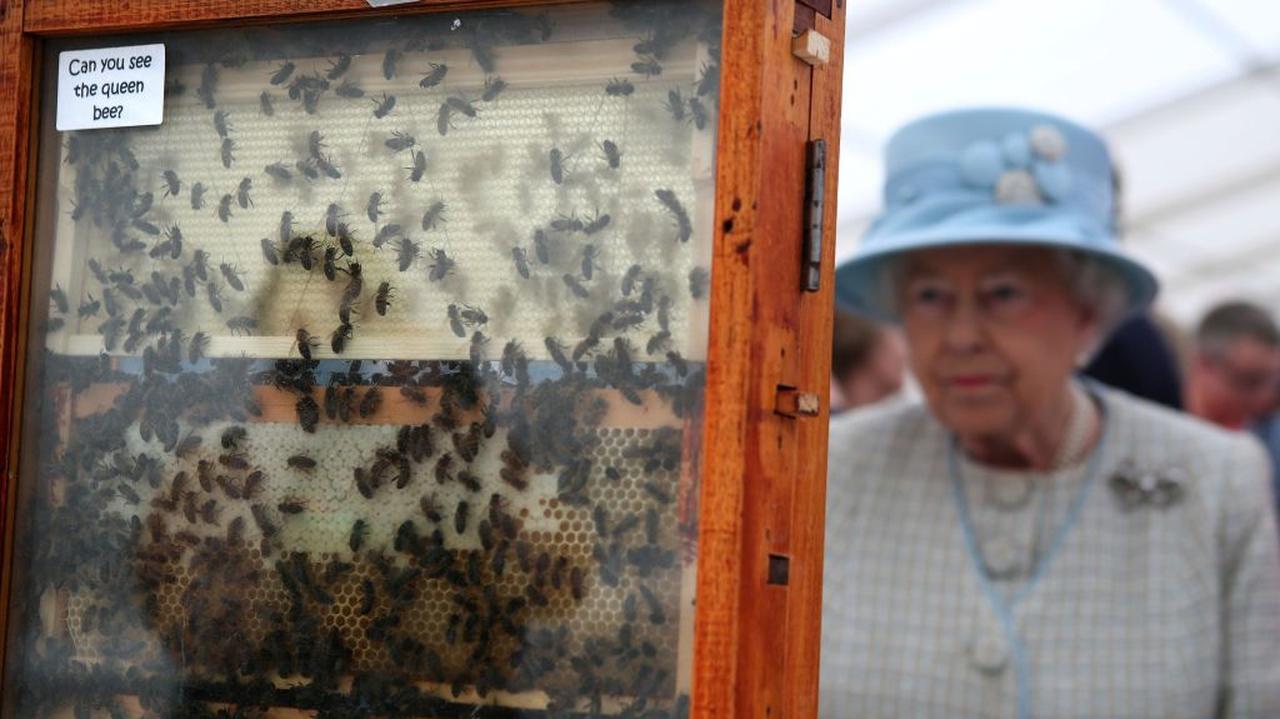 Królowa Elżbieta i pszczoły 
