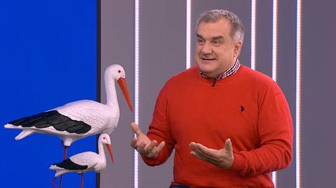 Opowiedział o podróży bocianów, życiu w Polsce i zmianach, które towarzyszą ich wędrówkom