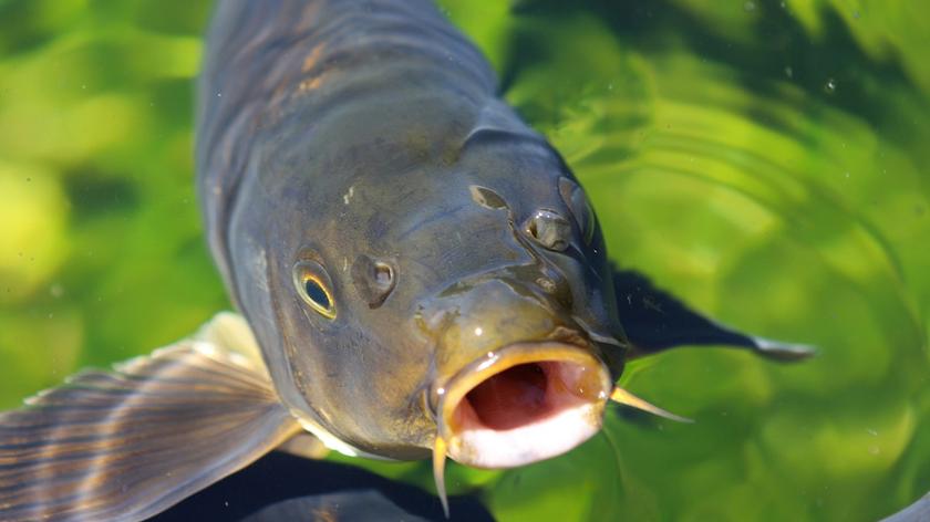 karp 
