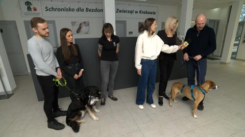 Schronisko dla Bezdomnych Zwierząt w Krakowie