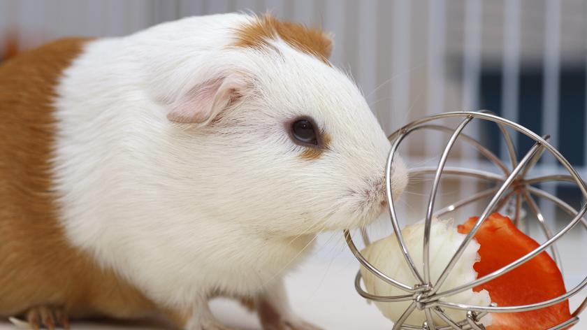 Co wybrać dla gryzonia?