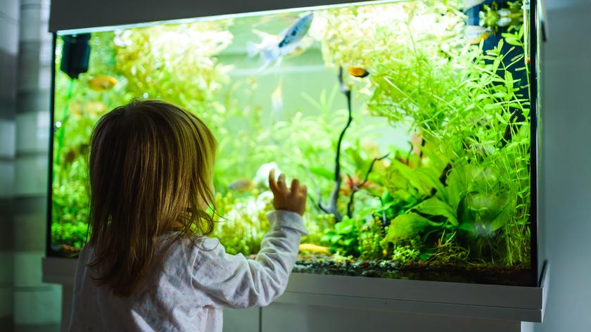 Oświetlenie akwarium