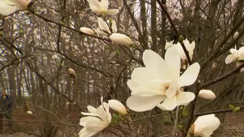DD_20220525_Magnolie_rep_REP