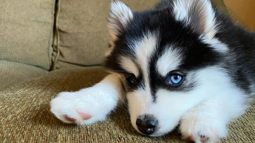 Pies pomsky na kanapie