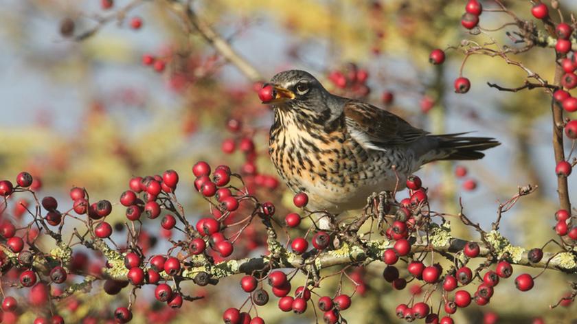 Ptak zjada owoce głogu