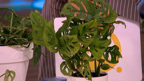 Monstera