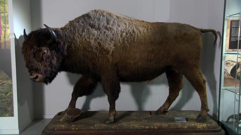 wystawa muzealna