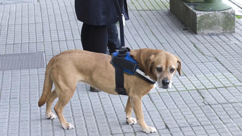 Pies z czarną uprzężą, prowadzony przez właściciela.