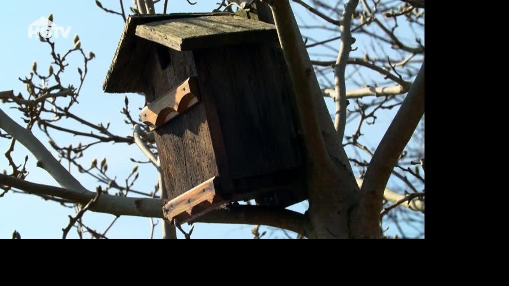 20240605_HGTV_NMWO_Ptaki