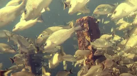 DD_20230609_Deep_sea_rep_REP