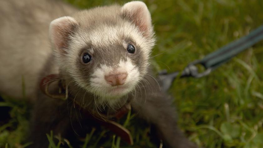 Fretka. Zwierzęta domowe.