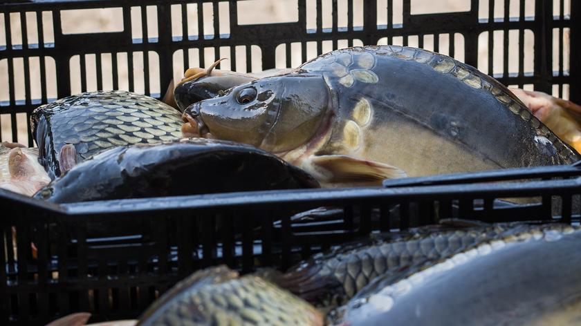 Karp w koszach na sprzedaż