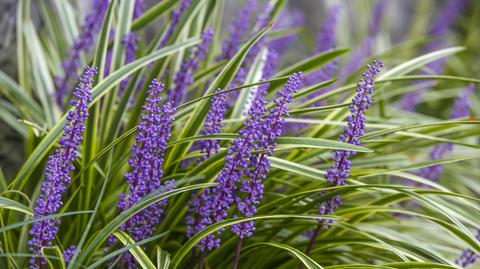 Liriope szafirkowata 