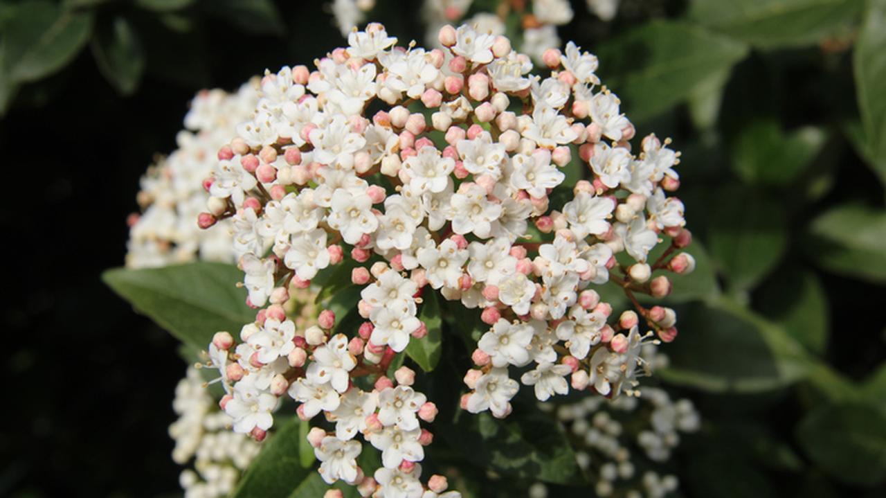 Kalina wawrzynowata odmiany i uprawa. Jak pielęgnować Viburnum tinus