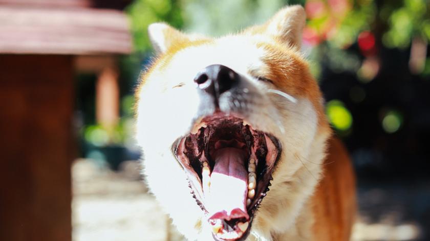 Pies rasy akita 