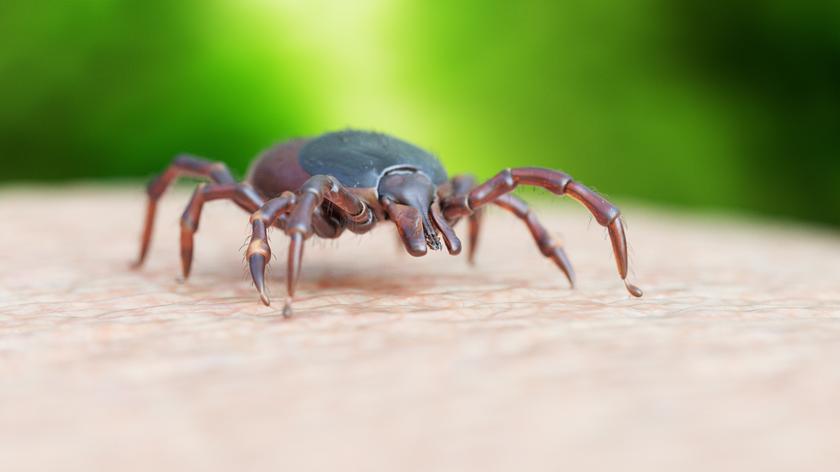Kleszcz na skórze człowieka
