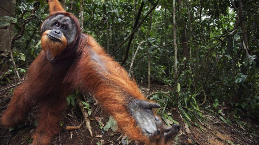 Orangutan w lesie