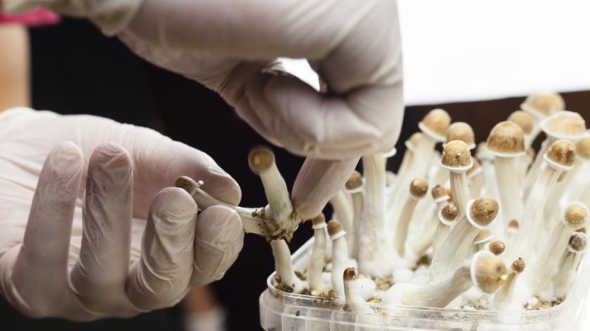 Psychodeliki w medycynie