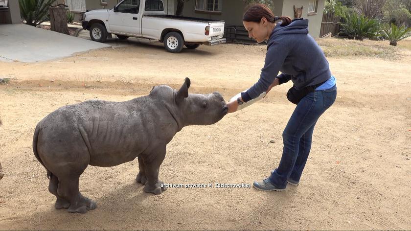 Kobieta i nosorożec