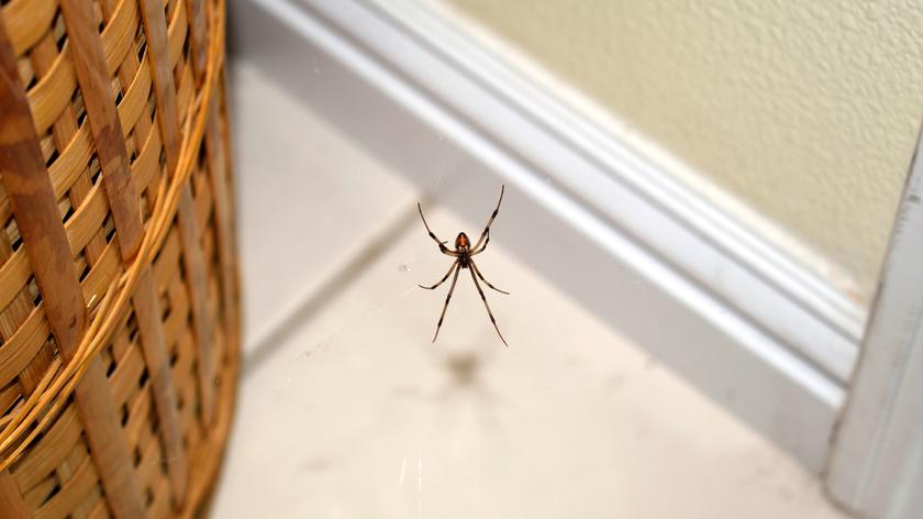 pająk w domu