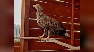 To miejsce przytuli każde zwierzątko
