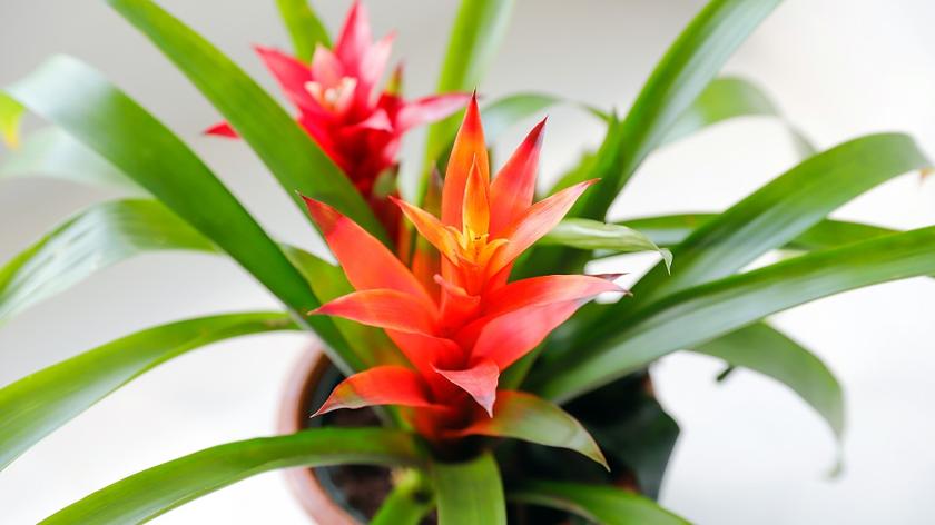 Czerwona bromelia