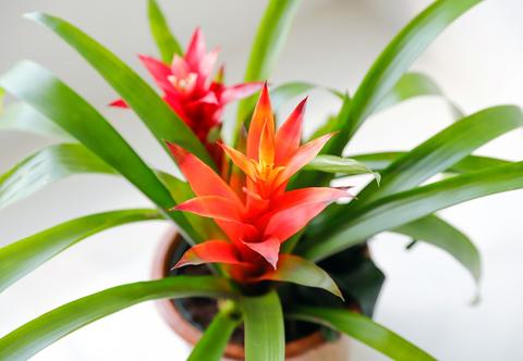 Bromelia – rodzaje, uprawa, pielęgnacja