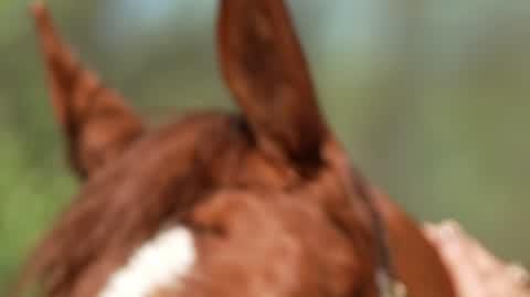 DD_20240429_Konisie_rep_REP
