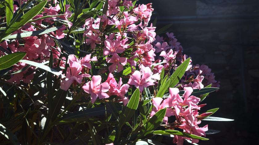 Oleander na balkonie