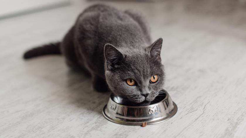 Kot jedzący ze srebrnej miski. Miska dla kota. Akcesoria dla zwierząt.
