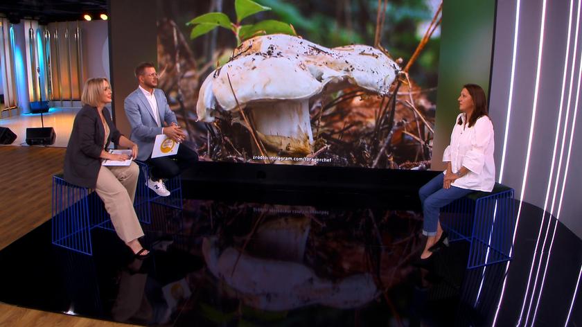prof. dr hab. Dorota Hilszczańska w studiu Dzień Dobry TVN