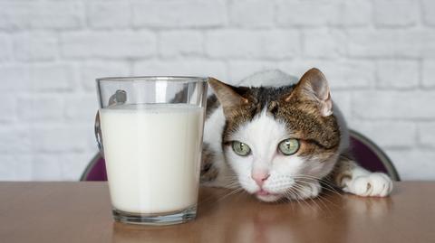 Kot