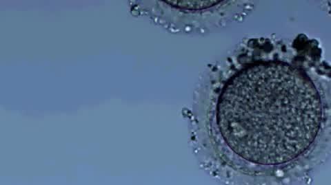 In vitro