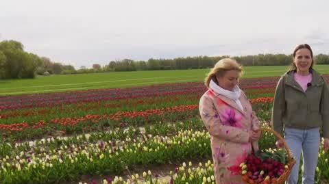 DD_20240426_Tulipany_REP_napisy