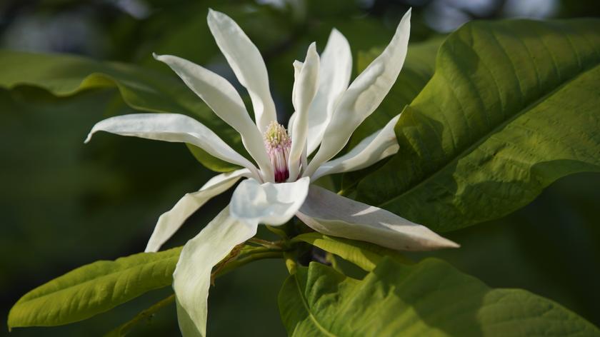 Magnolia parasolowata