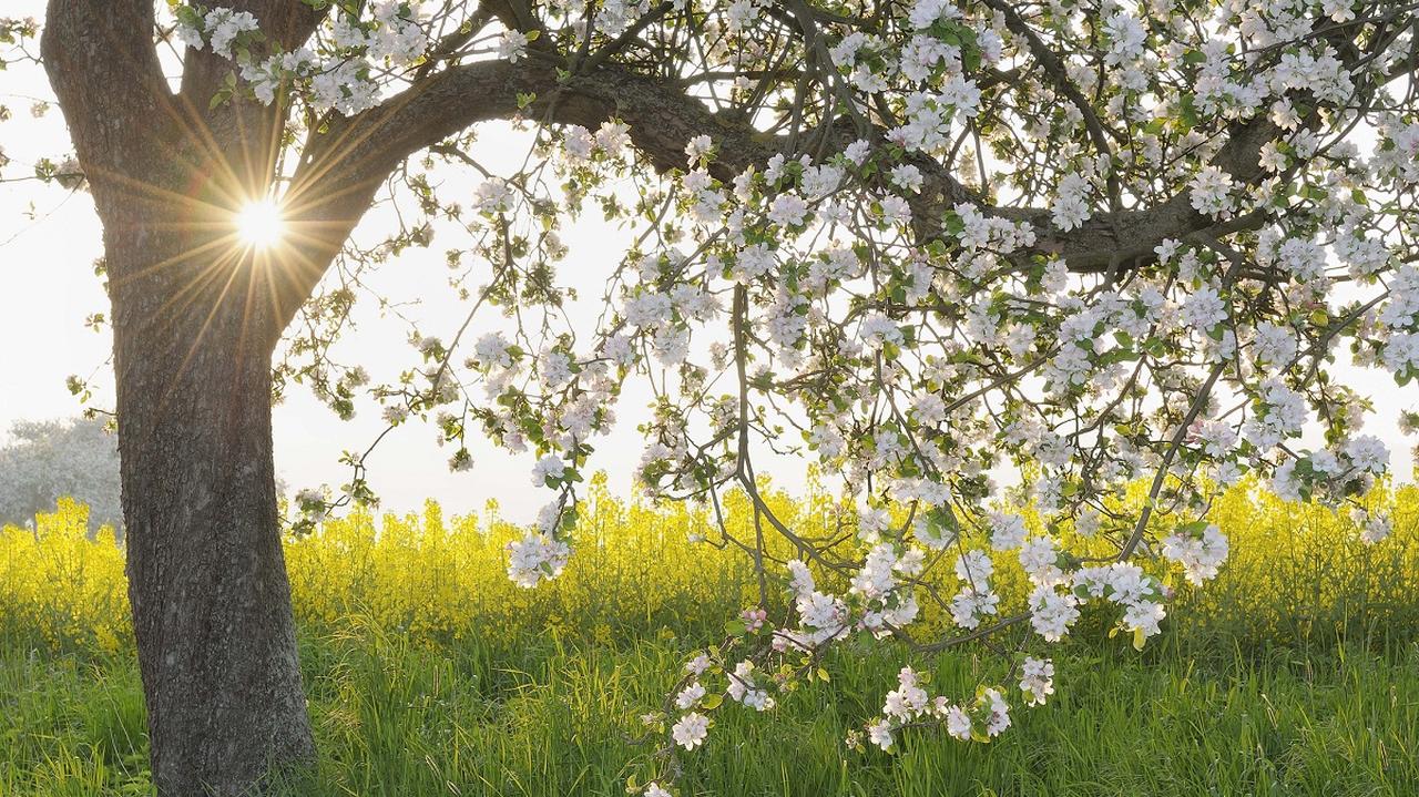 drzewo owocowe kwitnące na wiosnę