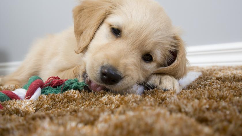 Szczeniak z zabawką