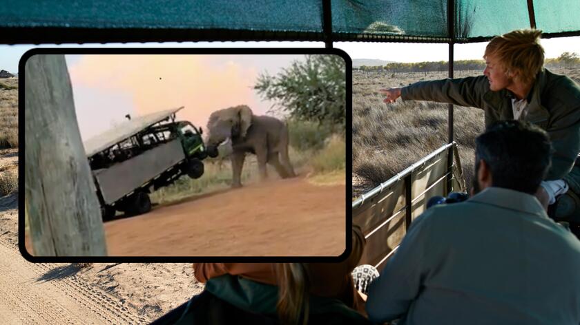 samochód z turystami w afrykańskim parku narodowym, słoń podnosi pojazd