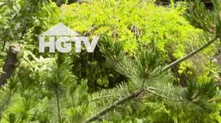 HGTV: Idealne rośliny do oczka wodnego 