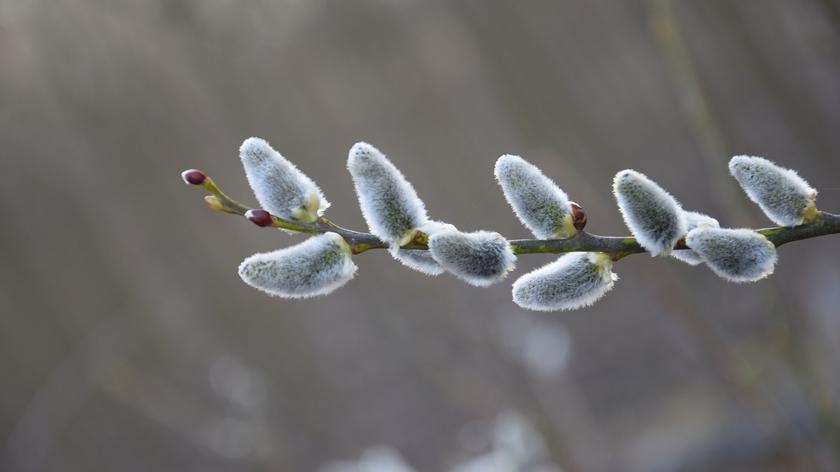 Pogoda na piątek, 16 lutego. Lokalnie temperatura wzrośnie nawet o 16 stopni Celsjusza