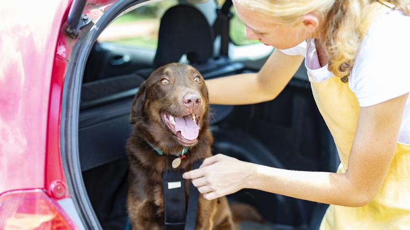 Pies w samochodzie w szelkach