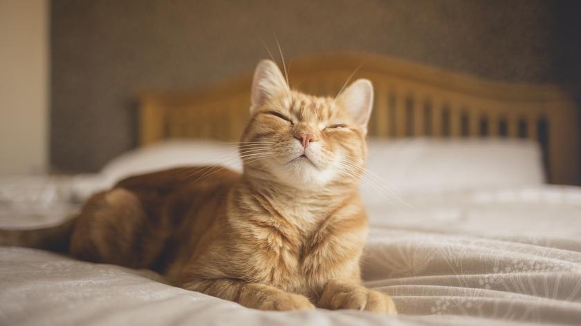rudy kot na łóżku