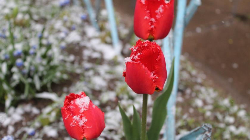 Śnieg na tulipanach