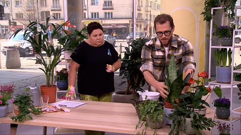 Dorota Wellman i Łukasz Skop przesadzają rośliny.